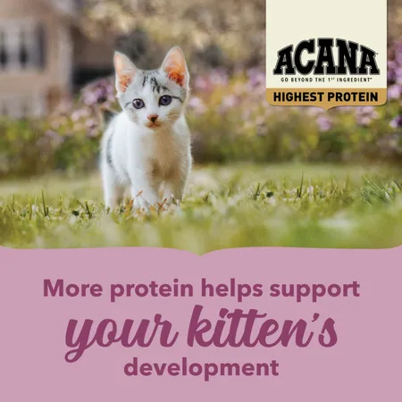 ACANA Highest Protein Dry Cat Food for Kittens