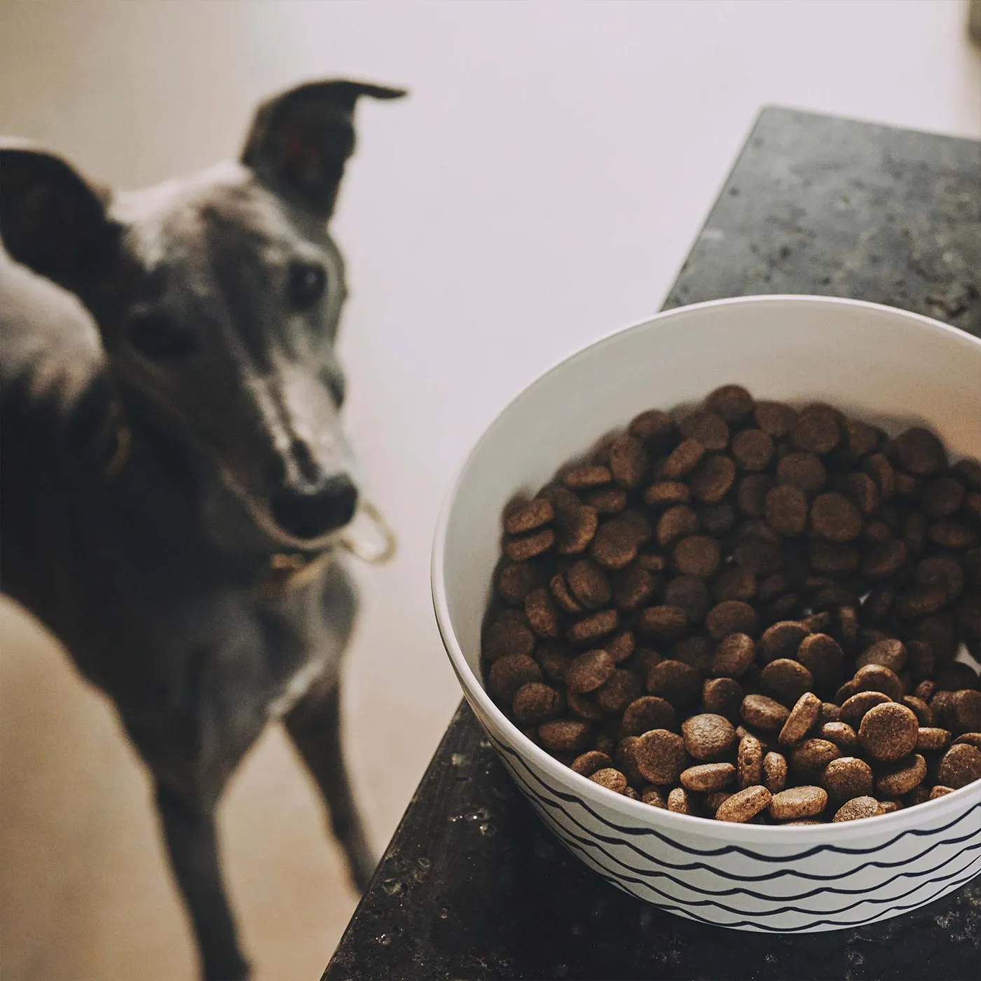 Beco Free Range Chicken With Carrot & Chicory Dog Food