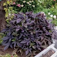 Sweet Potato Vine