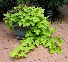 Sweet Potato Vine